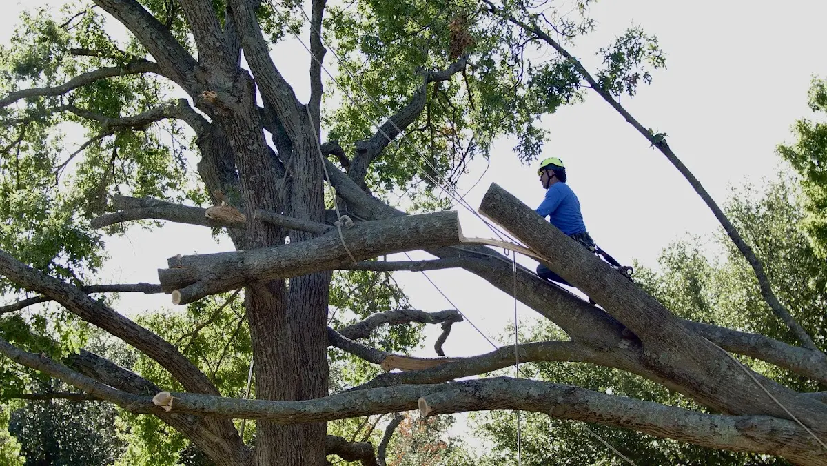 Professional Hazardous Tree Removal performed by certified arborists in Pelican